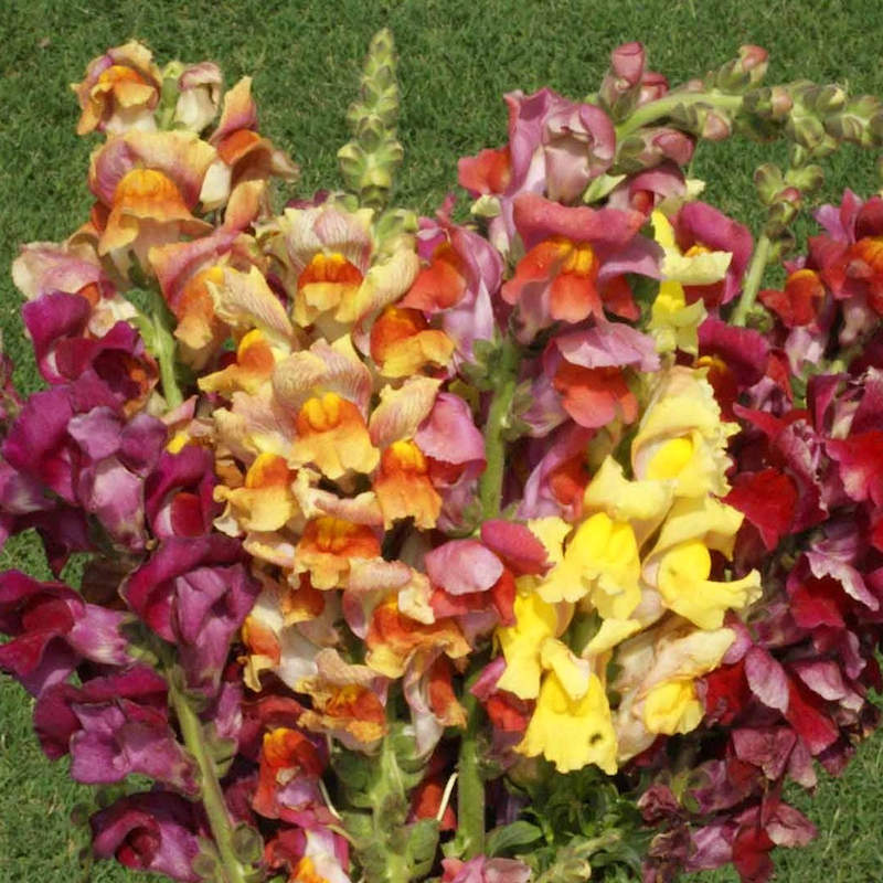 Tetra Mixed Snapdragon | Snapdragon Plant Seeds