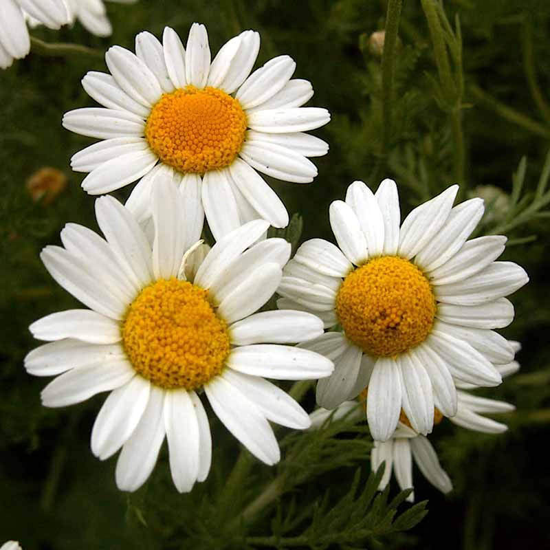 Roman Chamomile Flower Seeds | Everwilde Farms