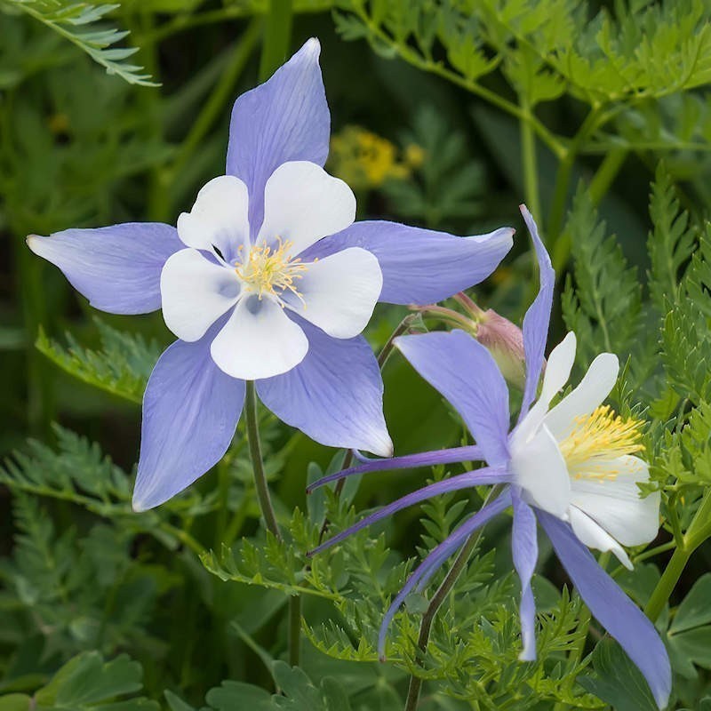 Blue Dried Mallow Flower, Premium Quality