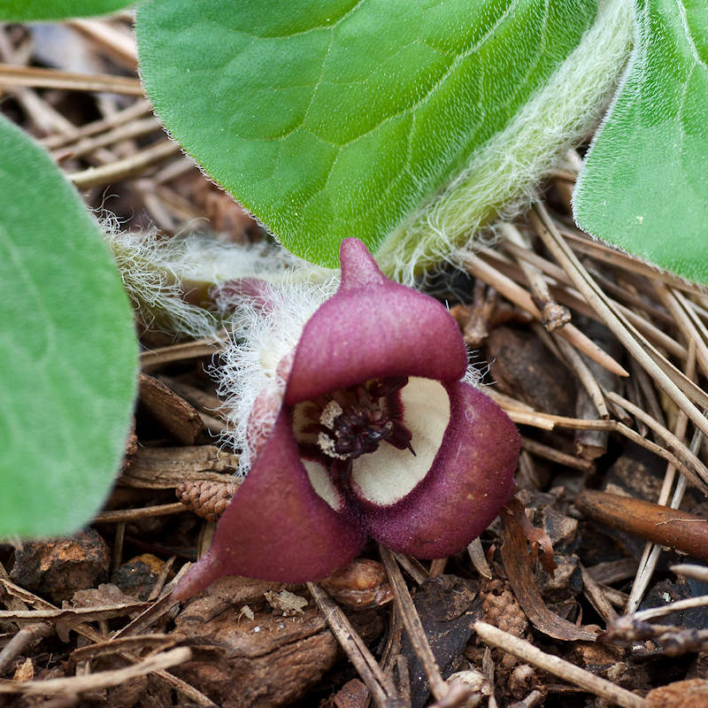 wild ginger plant