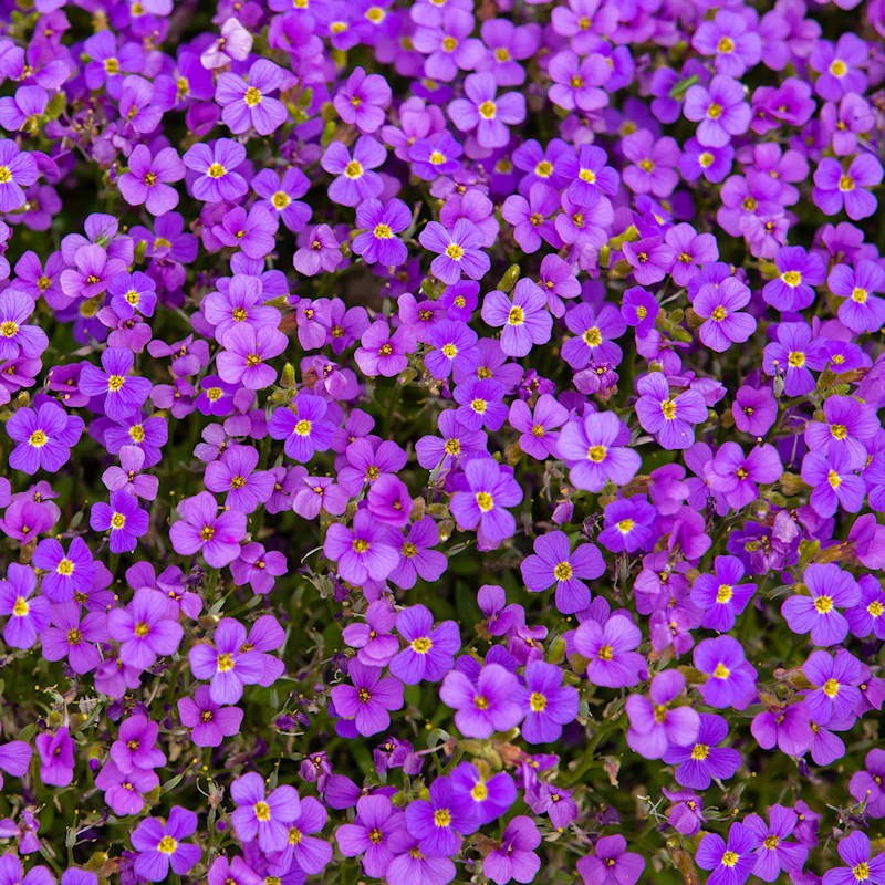 Purple Rockcress Seeds | Aubrieta Deltoidea Seeds