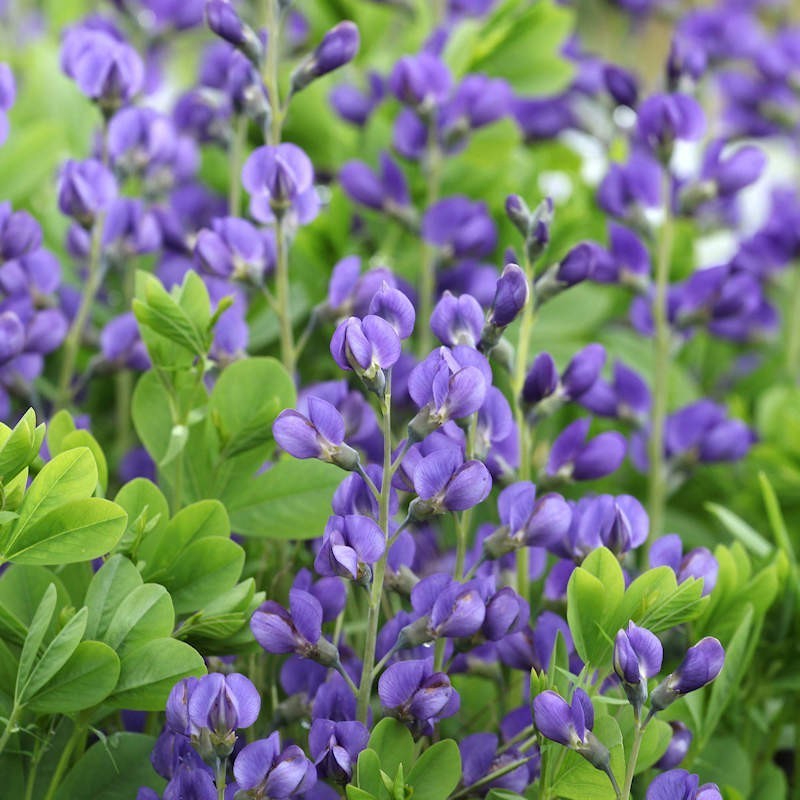 Blue on sale wild indigo