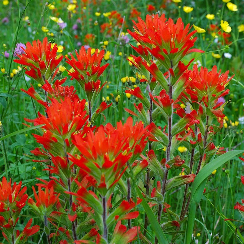 Wyoming Wildflower Mix | Wildflower Seeds