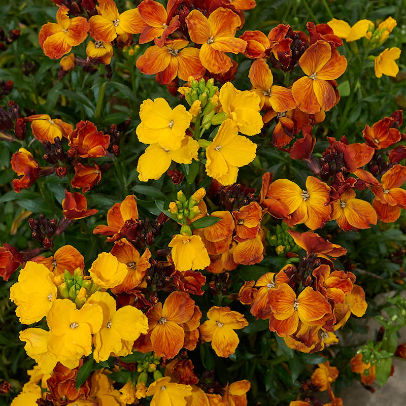 Cheiranthus cheiri (English Wallflower) Wildflower Seed
