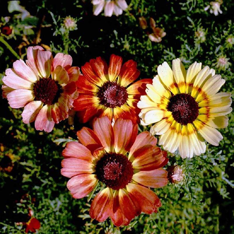 Dried Daisy Bush