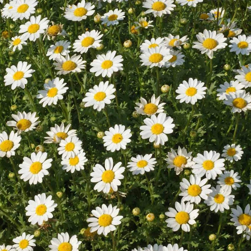 Dried Small Daisy Flower with Container