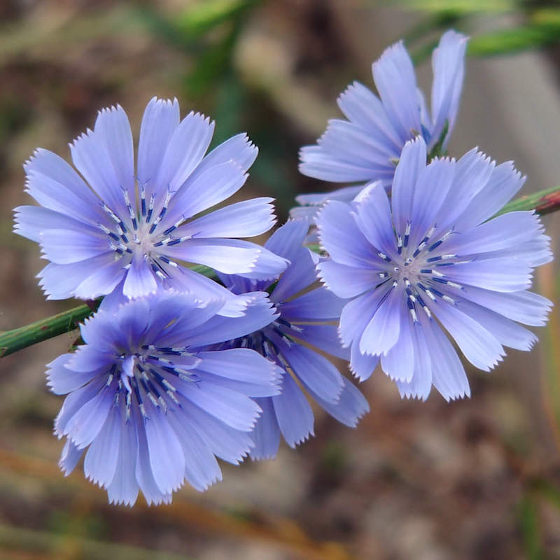 Chicory plant deals