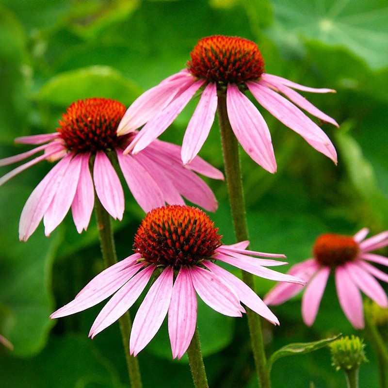 Everwilde Farms - 1 lb Purple Coneflower Native Wildflower Seeds - Gold Vault Bulk Seed Packet, Size: One Pound