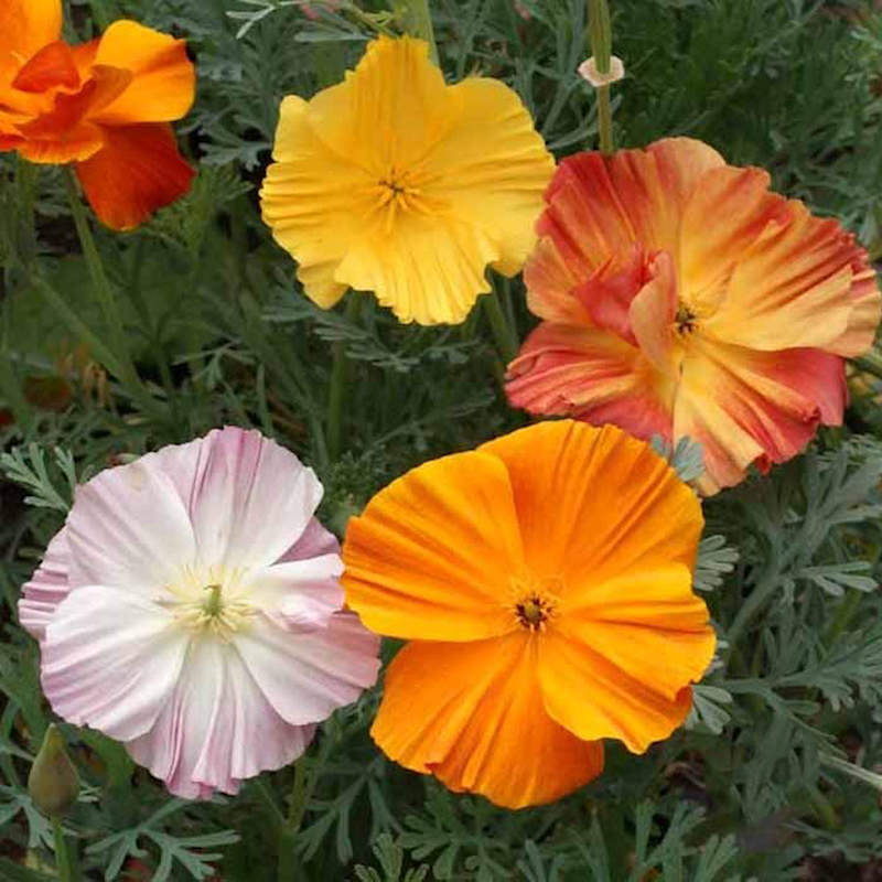 Eschscholzia californica (California Poppy 'Ballerina Mix') Wildflower ...