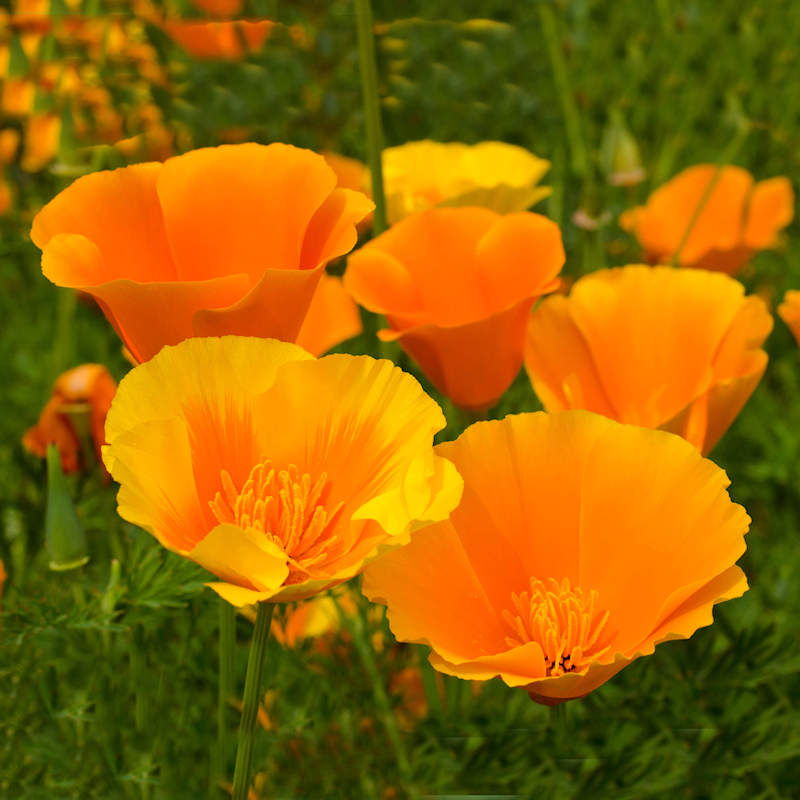 https://www.everwilde.com/media/0800/FESCCAL-A-Orange-California-Poppy-Seeds.jpg