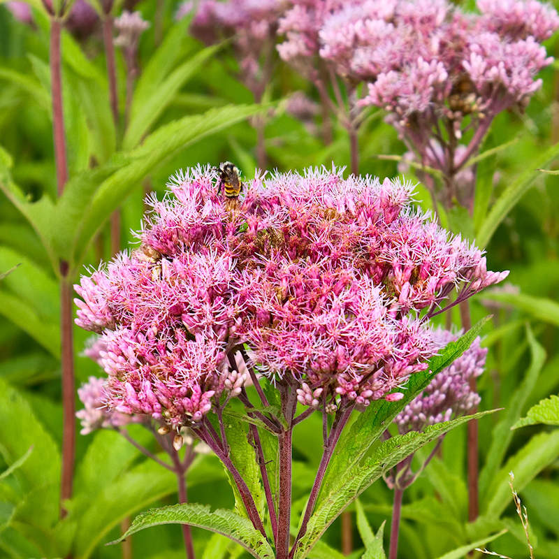 Image of Joe-pye weed wildflower