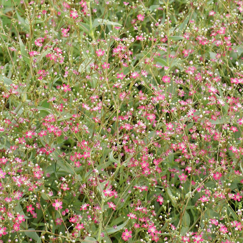 Sow Right Seeds  Grow Annual Baby's Breath from Seed 