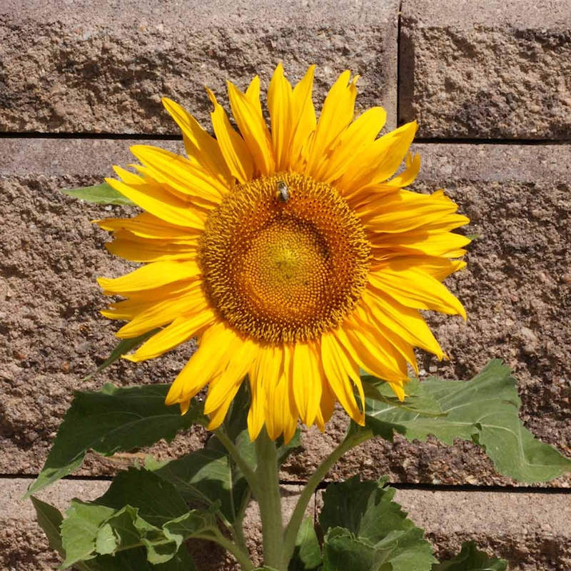 Sunflower Fabric 2 Yard x 44 Yellow, Green, Brown