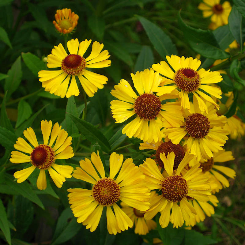 Autumn Sneezeweed Seeds | Helenium Autumnale Seeds