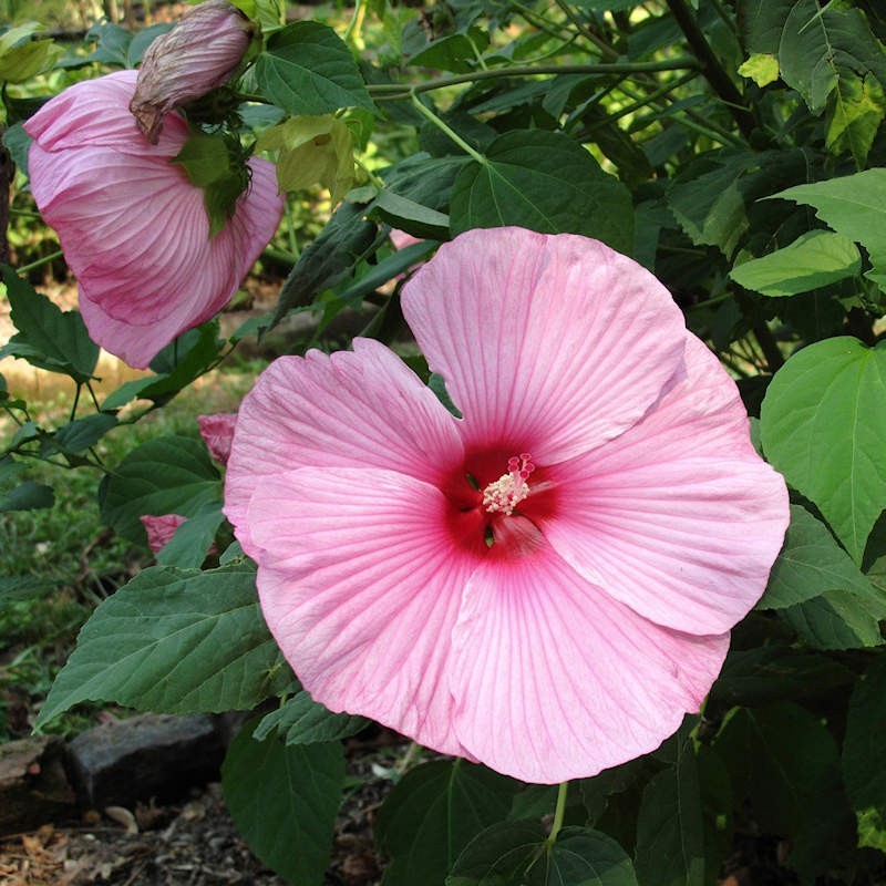 Swamp mallow shop