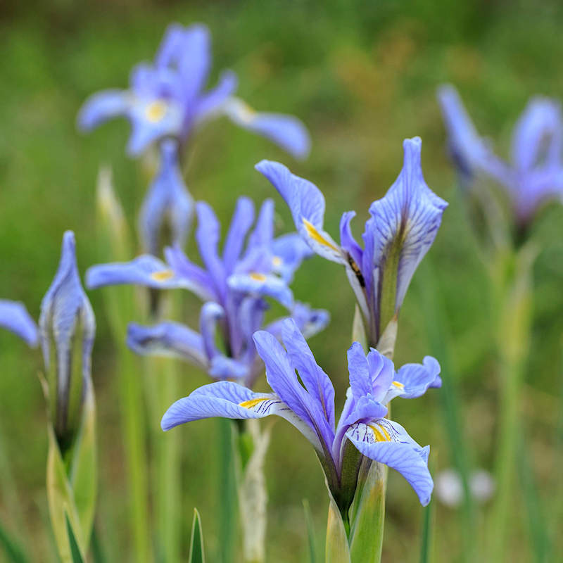 Wild Blue Iris Seeds, Iris Missouriensis