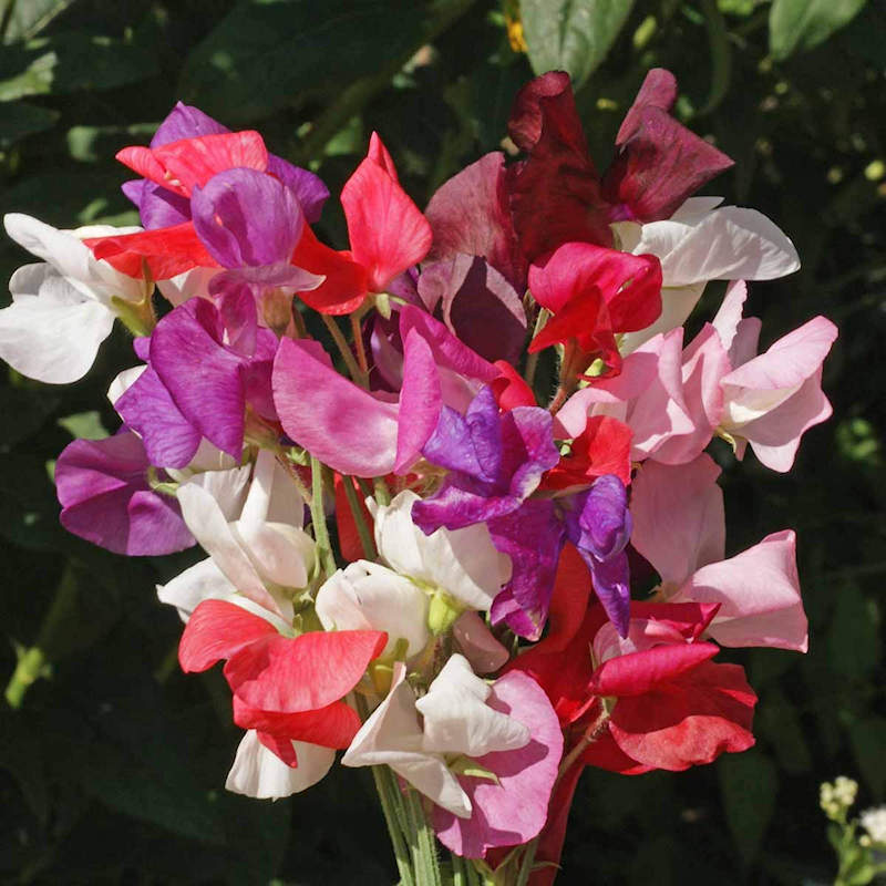 Pink Wildflower Seed Mix