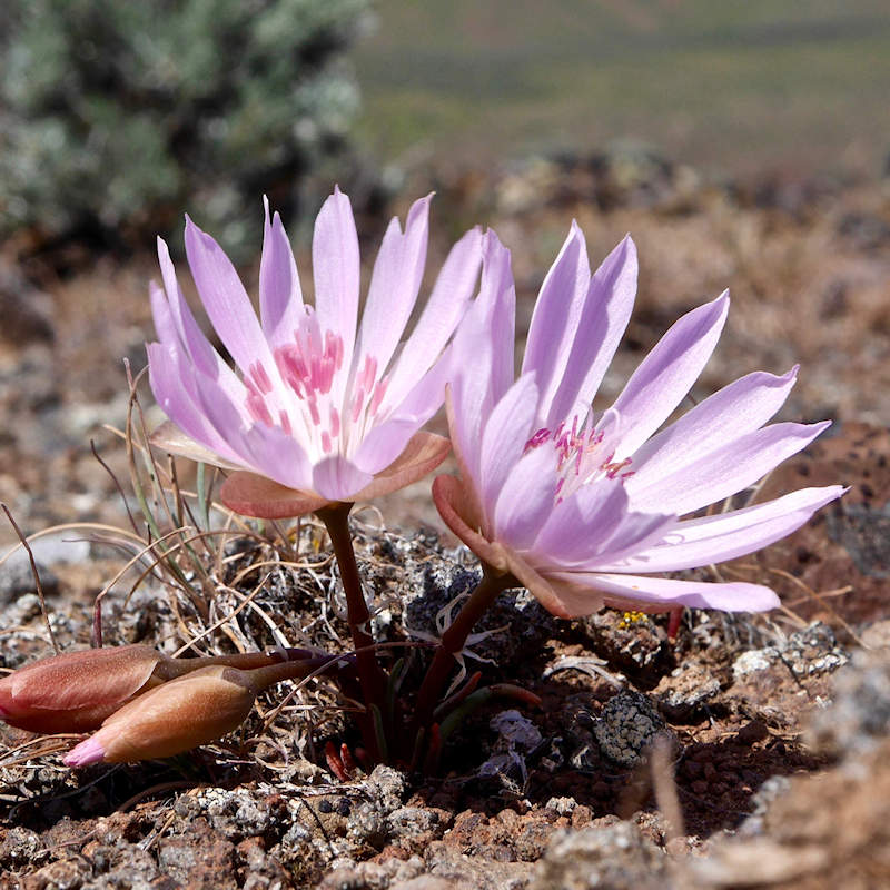 Bitterroot Flower Images Best Flower Site