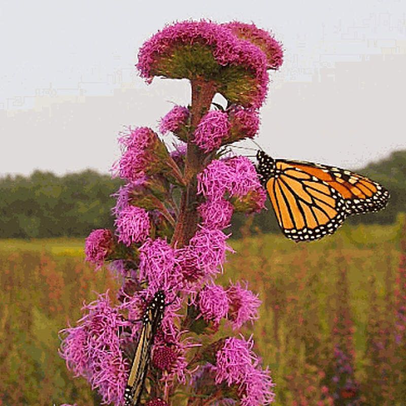 Meadow cheap blazing star