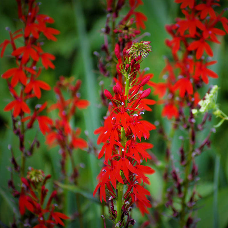Cardinal Flower Seeds | Lobelia Perennial | Everwilde Farms