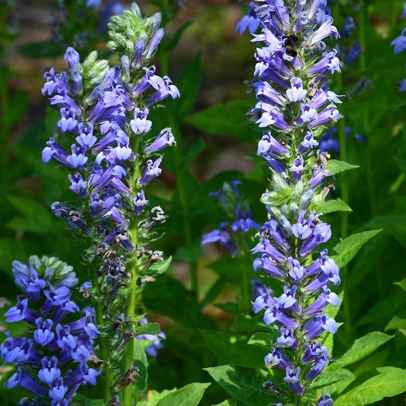 Lobelia siphilitica hotsell