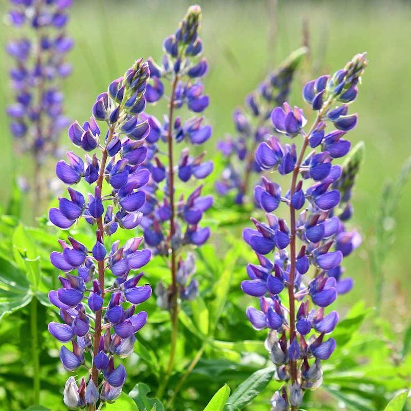 Lupinus Perennis Seedling