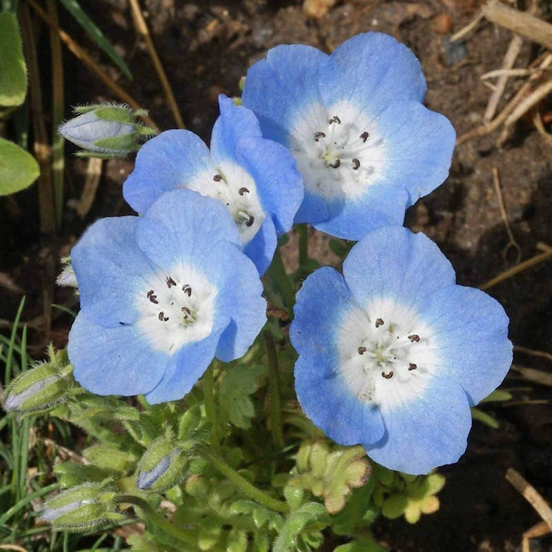 Blue Dried Mallow Flower, Premium Quality