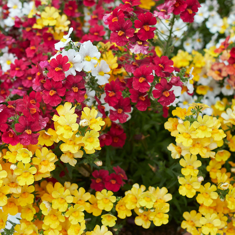 Nemesia strumosa (Cape Jewels) Wildflower Seed