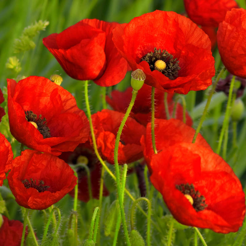 Papaver rhoeas Red Poppy Seeds  Everwilde Farms