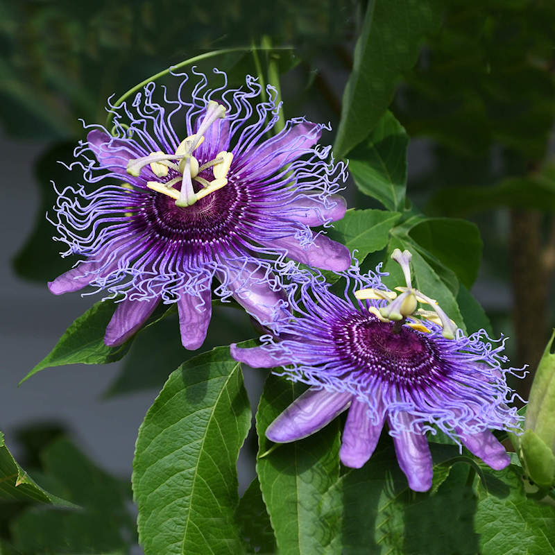 Passiflora incarnata Passion Wildflower Seed