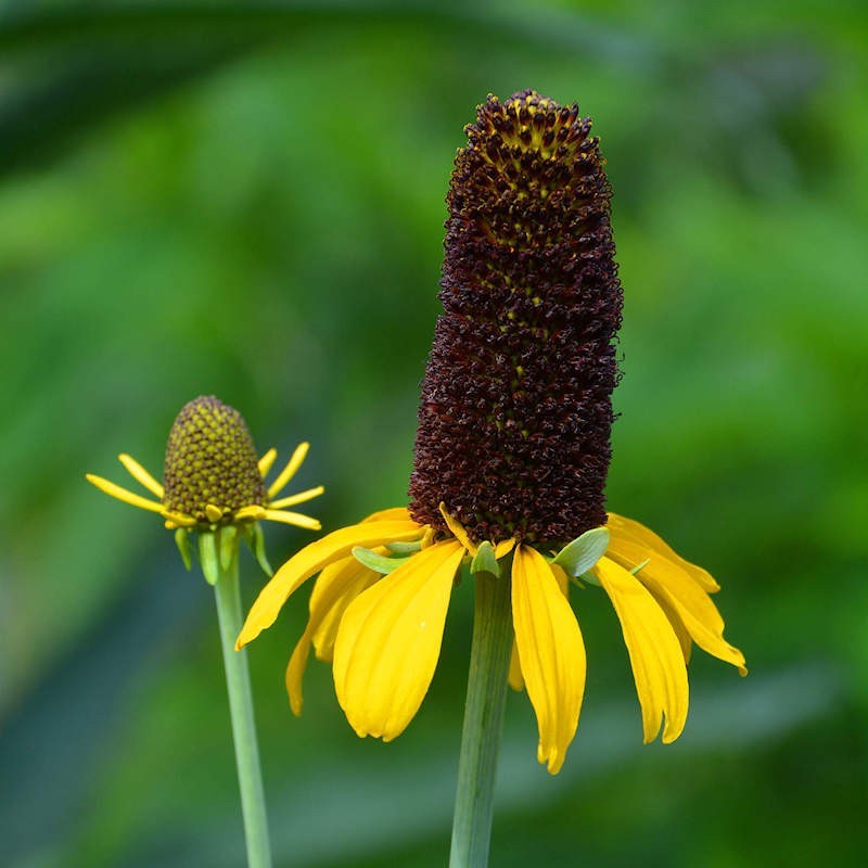 Great Coneflower Seeds for Sale Rudbeckia Maxima
