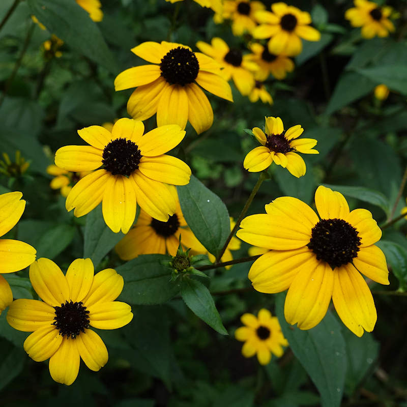 Image of Brown-Eyed Susan plant