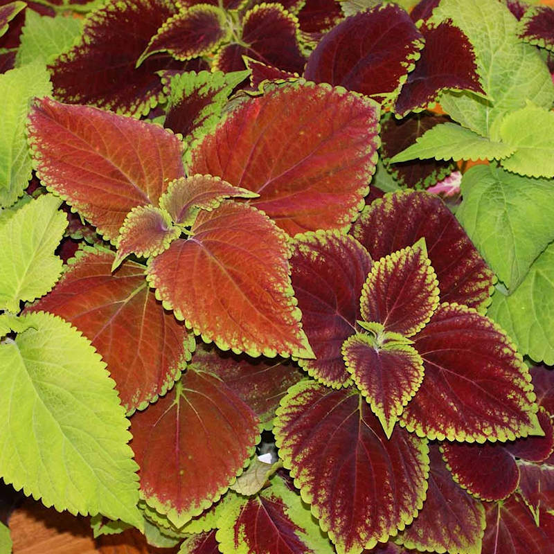 Coleus Rainbow Mix Seeds - |