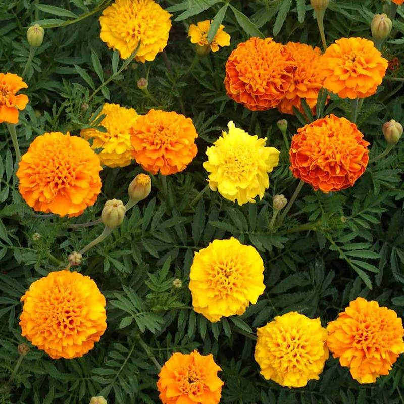 Image of Marigolds chia companion plant
