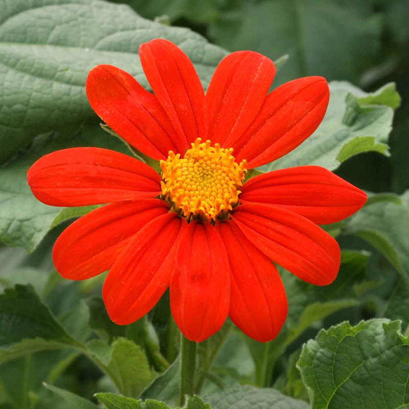 Mexican sunflower on sale