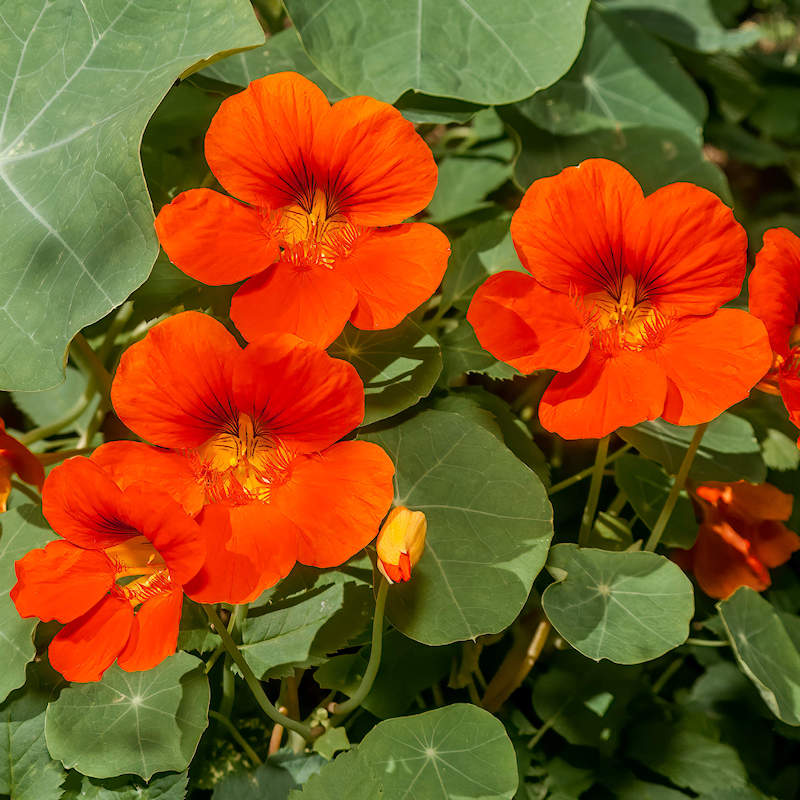 Image of Nasturtium flowers for rhubarb