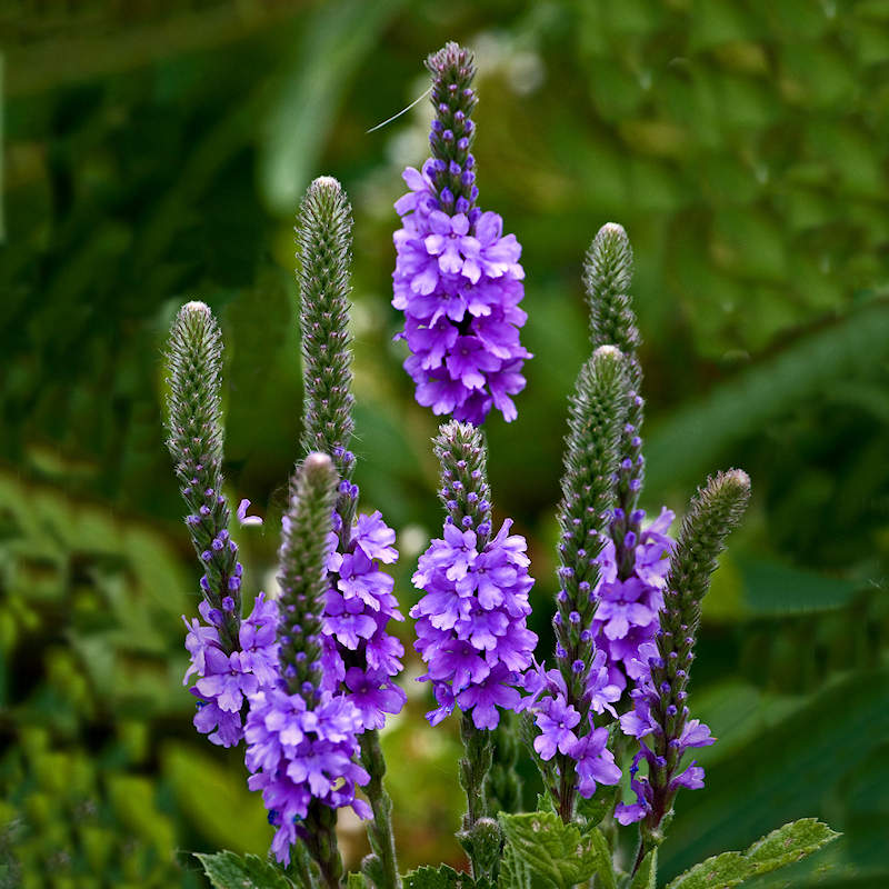 Image of Vervain