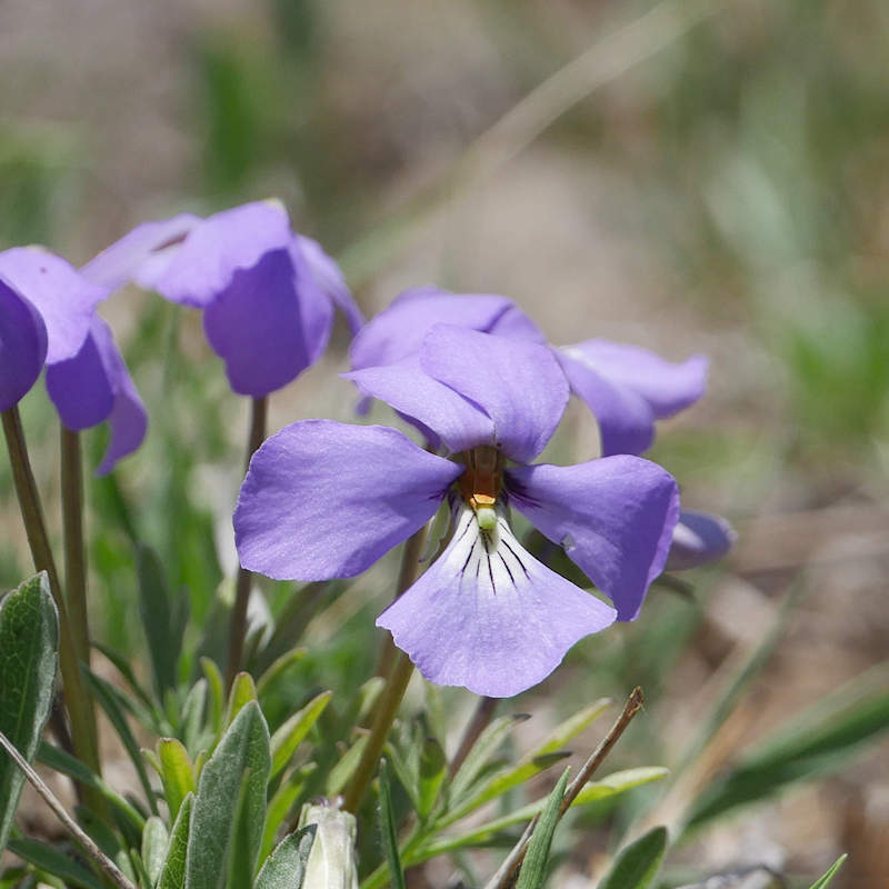 Violet seeds discount