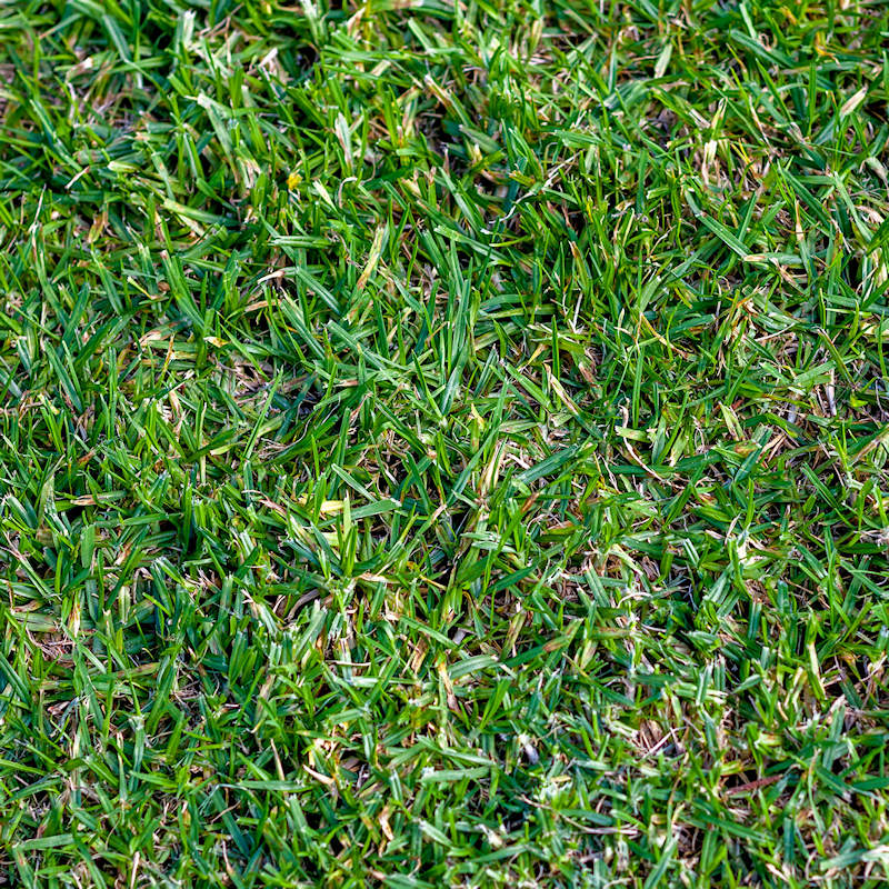 Buffalo seed grass discount