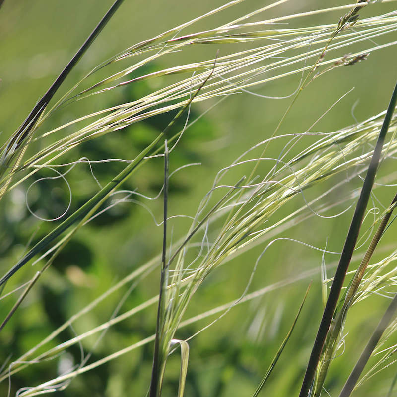 https://www.everwilde.com/media/0800/GSTISPA-A-Porcupine-Grass-Seeds.jpg
