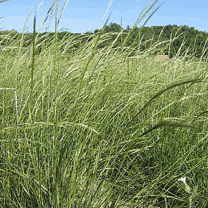 Stipa viridula (Green Needle Grass) Seed