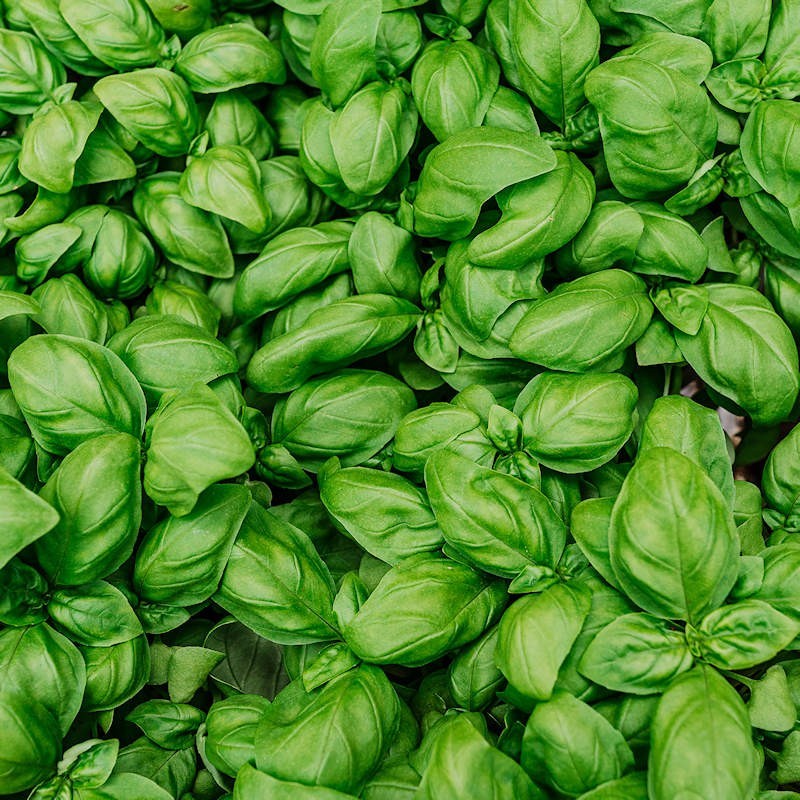 Italian Large Leaf Basil Seeds for Sale | Everwilde Farms