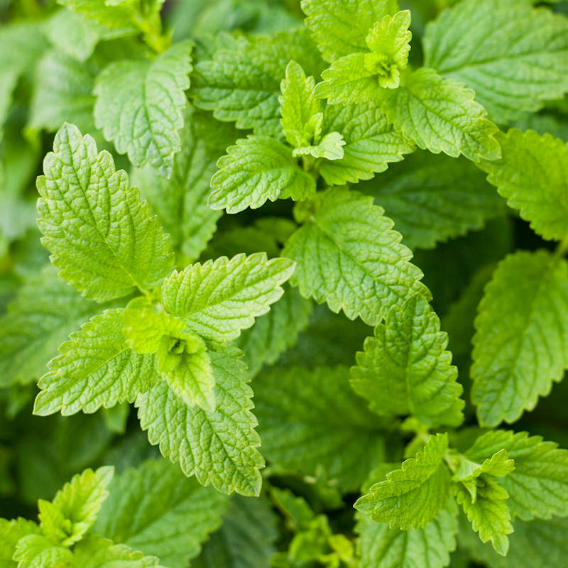 Catnip Herb Seeds | Nepeta Cataria Seeds | Everwilde Farms