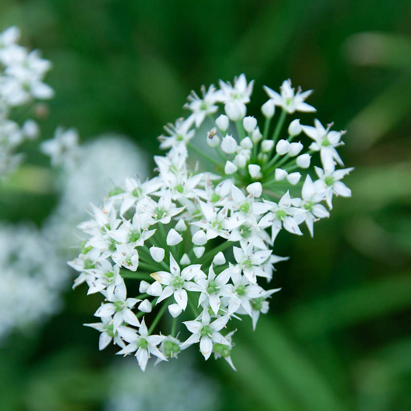 garlic chive no português - dicionário Inglês-Português