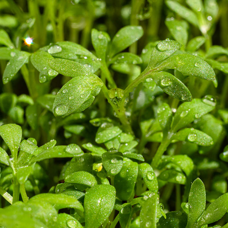 Cress, Curled Peppercress or Garden Cress (Lepidium sativum