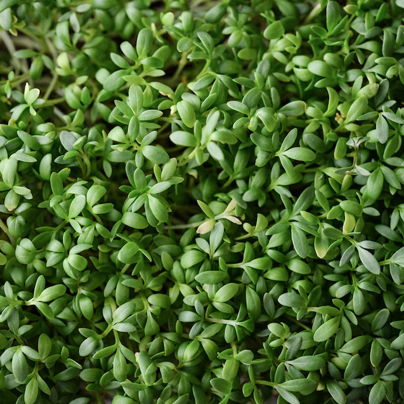 Garden Cress - Sprouting Seeds, Lepidium sativum