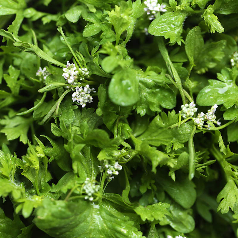 Curled Cress Seeds Organic 