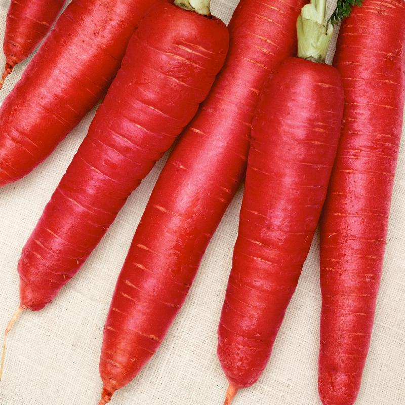 Organic Atomic Red Carrot Seeds | Grow Non-GMO Carrots