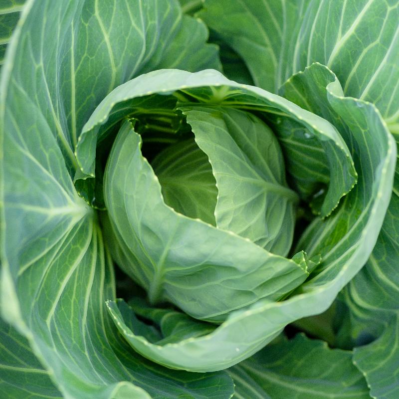 https://www.everwilde.com/media/0800/OCLDVAT-A-Organic-Vates-Collard-Seeds.jpg