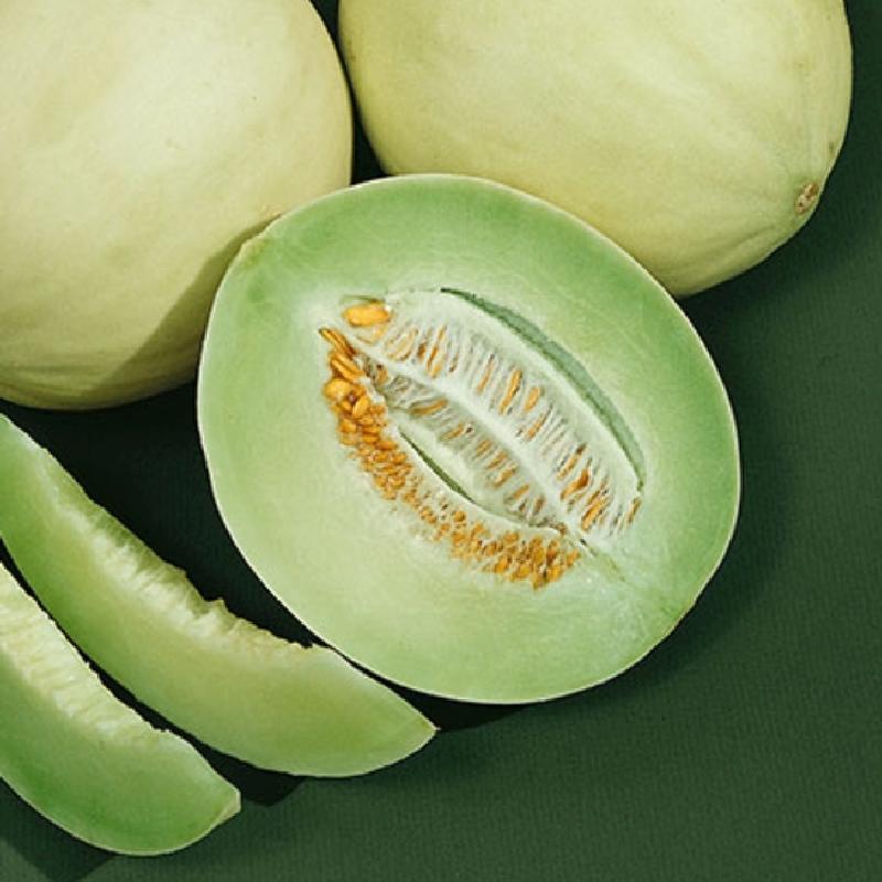 Seeds for Honey Dew Green Flesh Melon, Cucumis melo inodorus